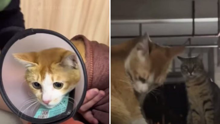 Kind Rescuer Helps Stray Mother Cat And Accidentally Witnesses Her Love Story