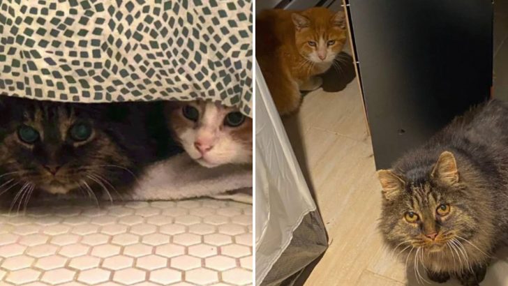 Kind Rescuer Makes Sure Two Inseparable Stray Cats Stay Together For Good