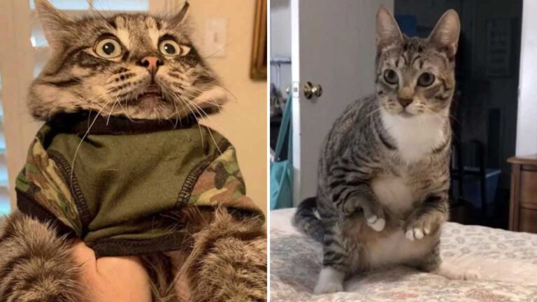 Kind Woman Opens Her Heart And Home To Four Special Needs Cats With Tragic Pasts