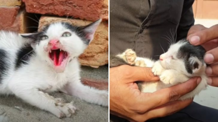 Kindhearted Man Saves A Feisty Kitten From The Harsh Street Life