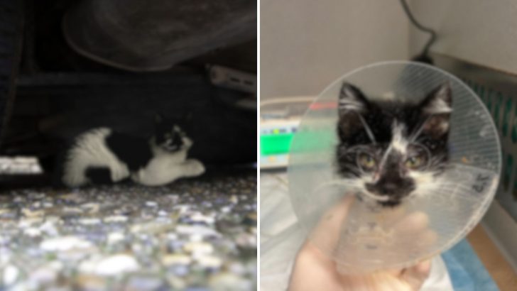 Kitten In Terrible Condition Found Under A Car, Hiding From The Pouring Rain