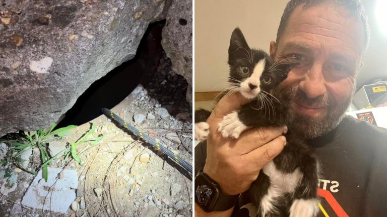 kitten rescued from storm drain