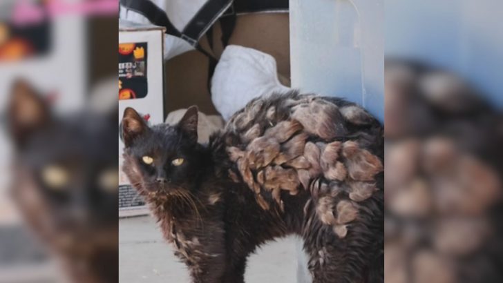 Left Behind By His Family, Extremely Matted Cat Barely Survives On The Streets Of California