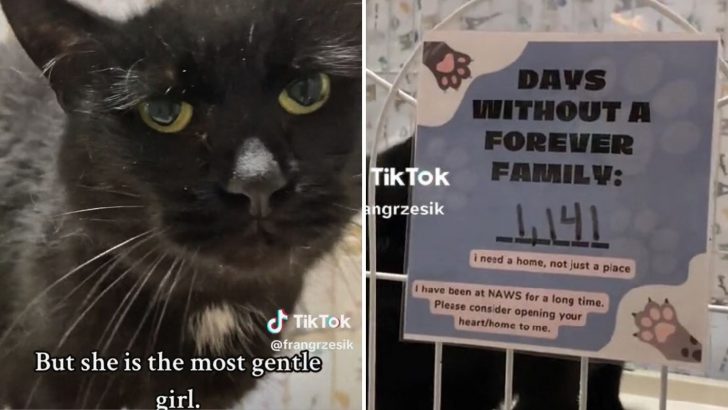 Lonely Cat Spends 1,141 Days In The Shelter, Slowly Getting Tired Of Waiting To Be Chosen