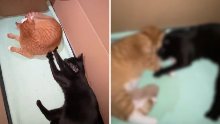Male Cat Takes Paw-ternity Leave To Support Mama Cat In Labor