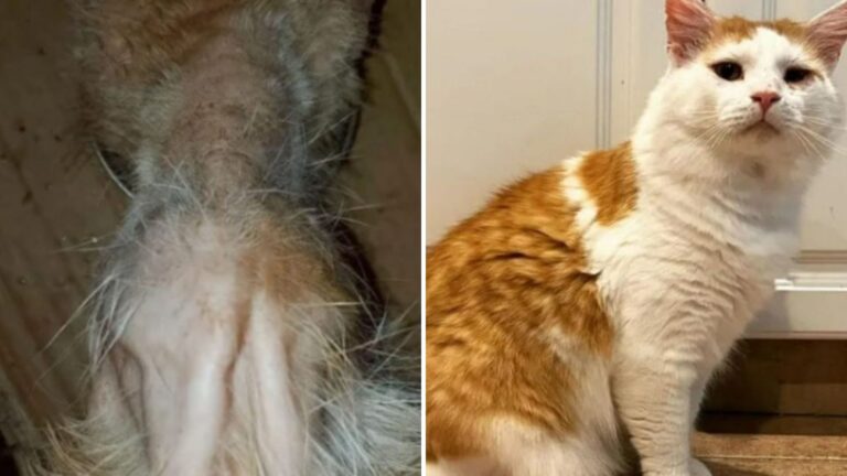 Malnourished Florida Cat Found In Critical Condition Gets A Miraculous Transformation