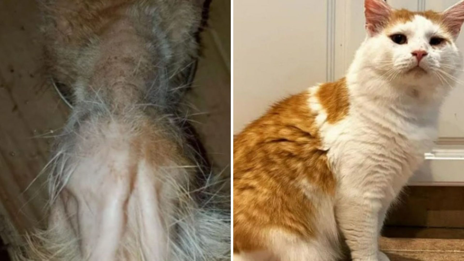 Malnourished Florida Cat Found In Critical Condition Gets A Miraculous Transformation