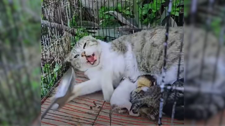 Traumatized Mama Cat Caged After Dog Attack Finds Comfort With A Kind-Hearted Man