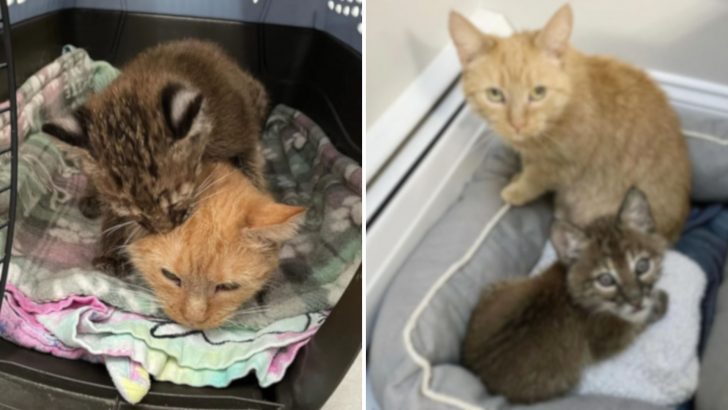 Mama Cat Takes Care Of An Abandoned “Kitten” Who Looks A Bit Unusual