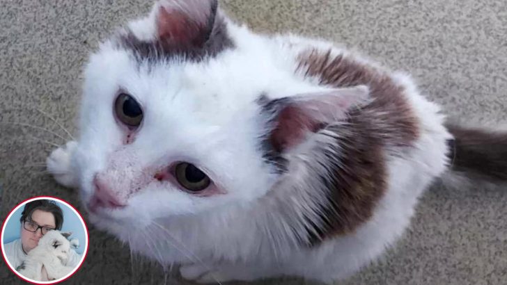 Missing Cat Finds His Owner After 12 Years And Their Reunion Will Melt Your Heart