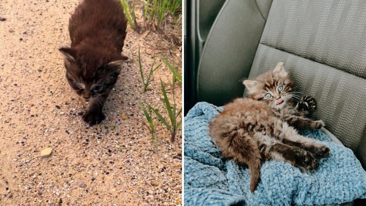 Missouri Woman Rescues Abandoned Kitten From Roadside And Takes Him Home