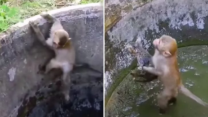 Monkey With Huge Heart Gives His All To Save A Kitten Trapped In A Muddy Well