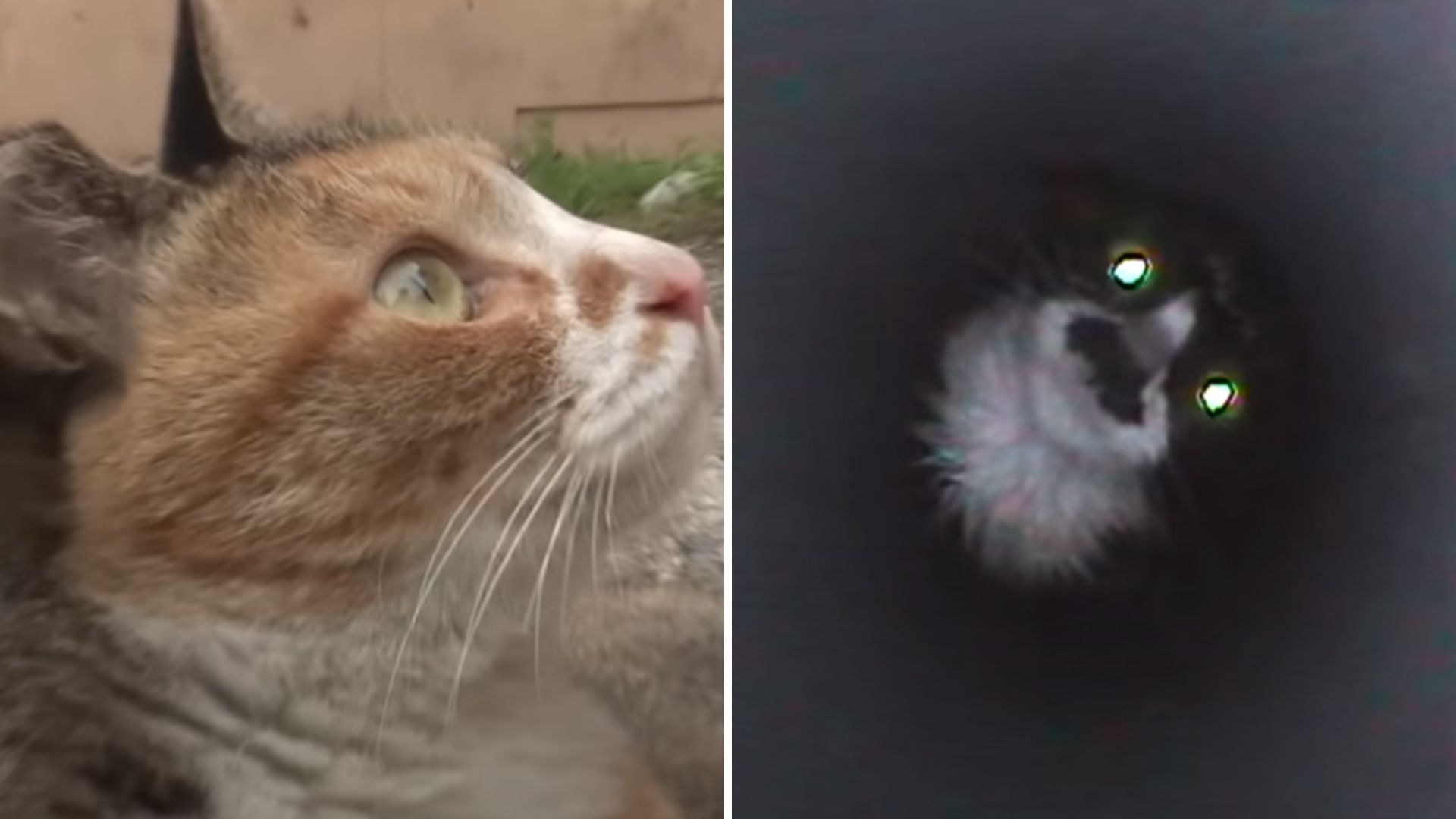 cat rescuing cat trapped in a wall