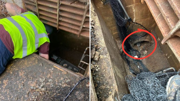 New Jersey Shelter Answers To Desperate Cries Of A Kitten Stuck In A Storm Drain
