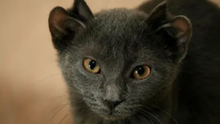 No One Gave This Four-Eared Cat A Chance Until A Kind Chicago Couple Changed His Life Forever
