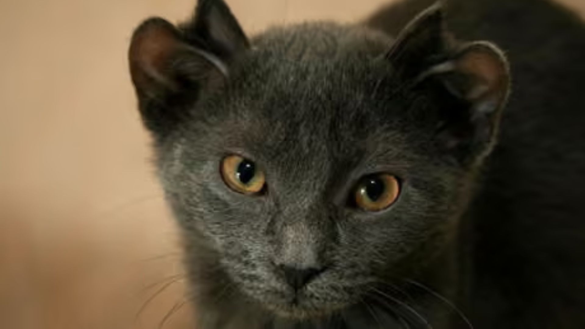 No One Gave This Four-Eared Cat A Chance Until A Kind Chicago Couple Changed His Life Forever
