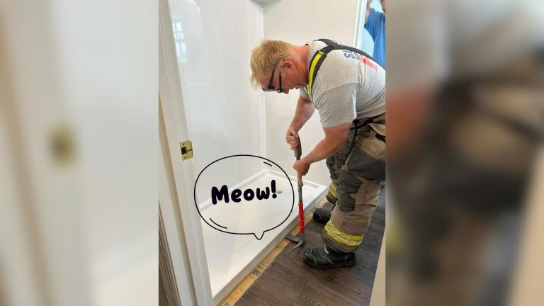 cat stuck beneath shower