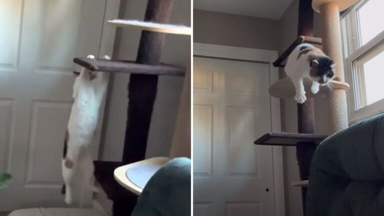 Ohio Cat Proves Blindness Can’t Hold Her Back As She Conquers A Climbing Post