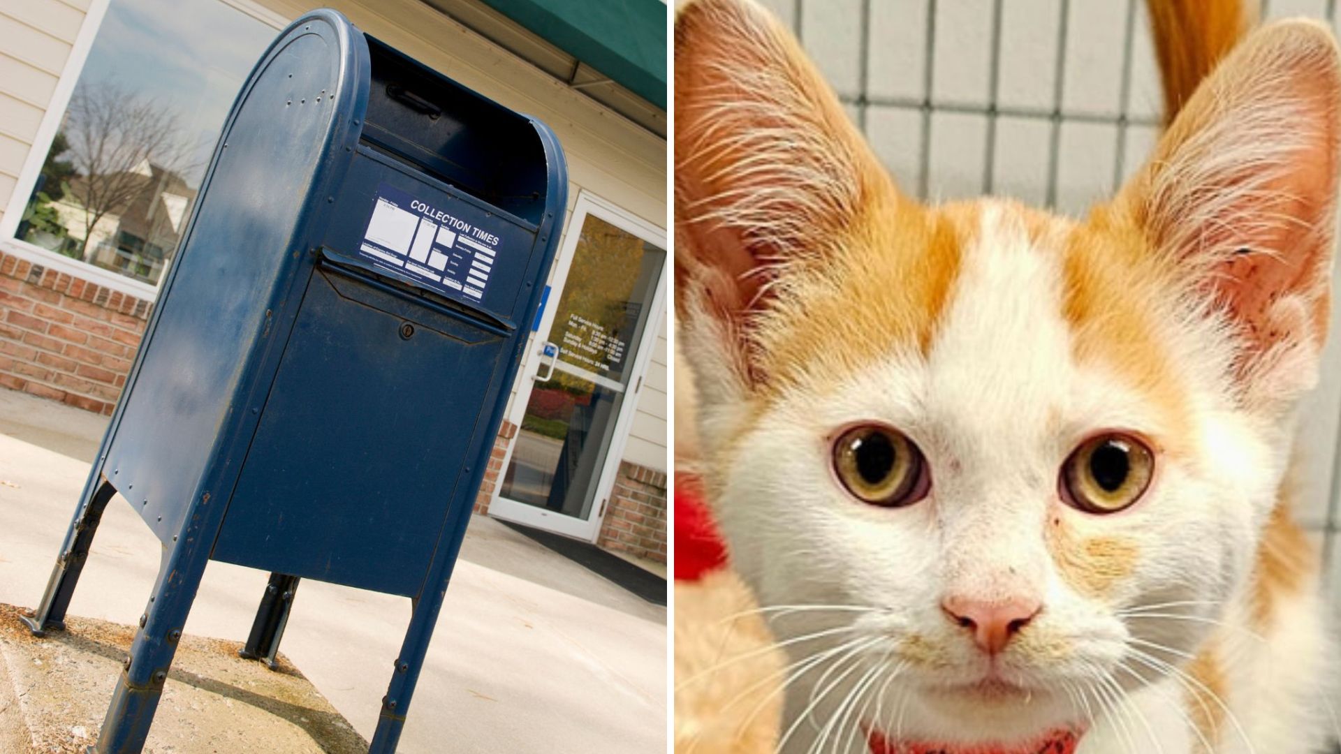 mailbox and a kitten