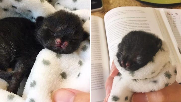 One-Day-Old Kitten Found In A Backyard Living His Last Moments