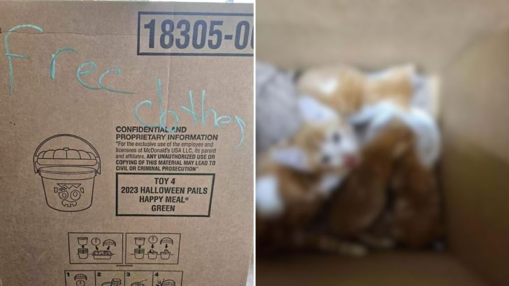 Pennsylvania Janitor Opens A ‘Free Clothes’ Box And Finds Eight Little Eyes Gazing Up At Him