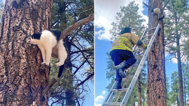 cat stuck on a branch