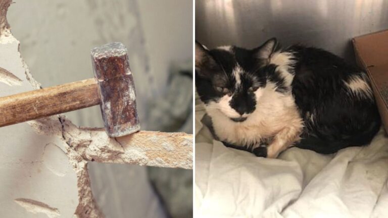 Philadelphia Contractor Shocked When Faint Meows Echo From Inside A Wall