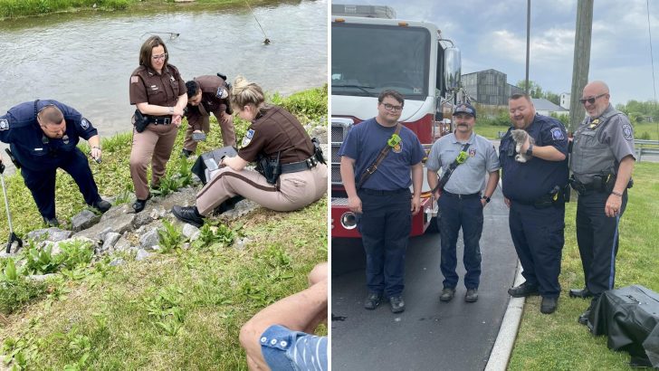 Virginia Town Unites To Pull Off A Heartwarming Rescue Of A Kitten Stuck Under Boulders