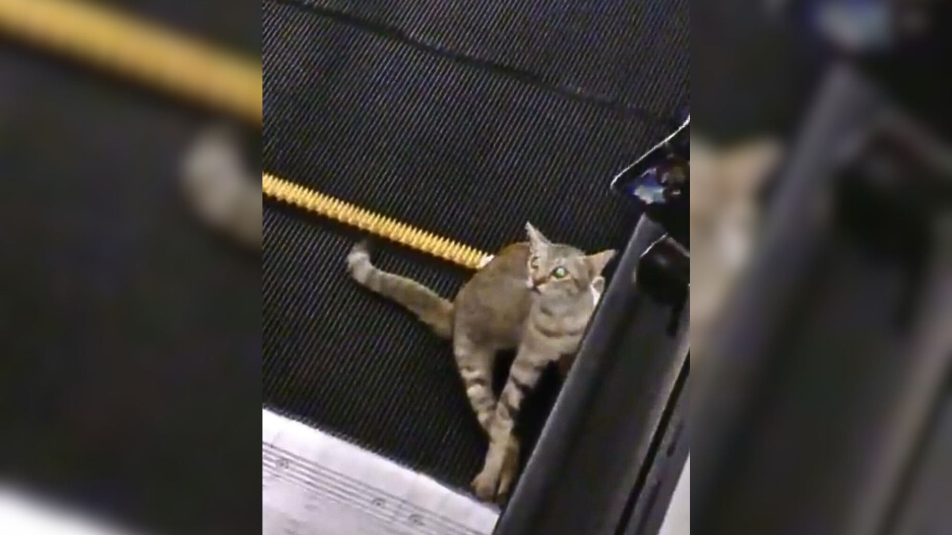 cat stuckes in a moving escalator