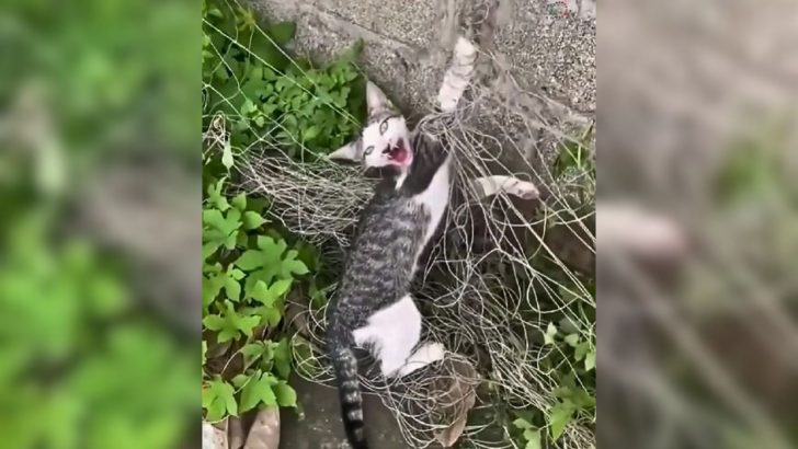 Poor Stray Cat Caught In Net Desperately Waits For A Hero To Rescue Her