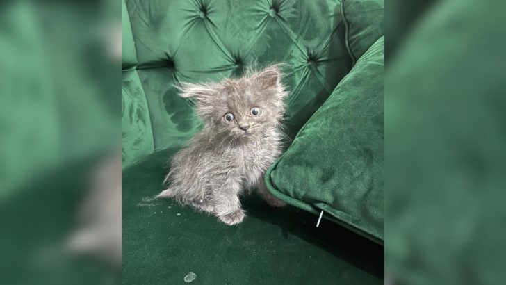 Rare Kitten Was Given Only A Couple Of Days To Live But Look At Her Unbelievable Makeover