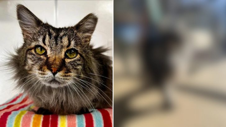 Rescued Cat Goes From Hissy To Happy After Receiving Help He So Desperately Needed