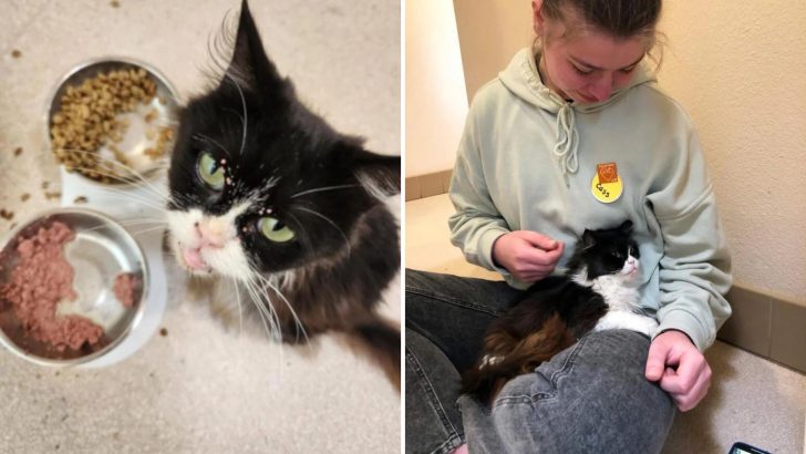 Rescued Sick Cat Enjoys All The Love And Attention In A Cat Sanctuary