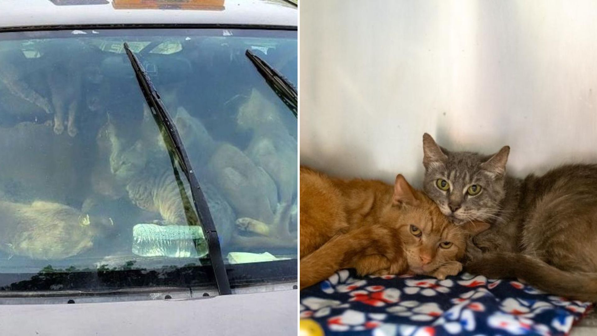 cats trapped in car
