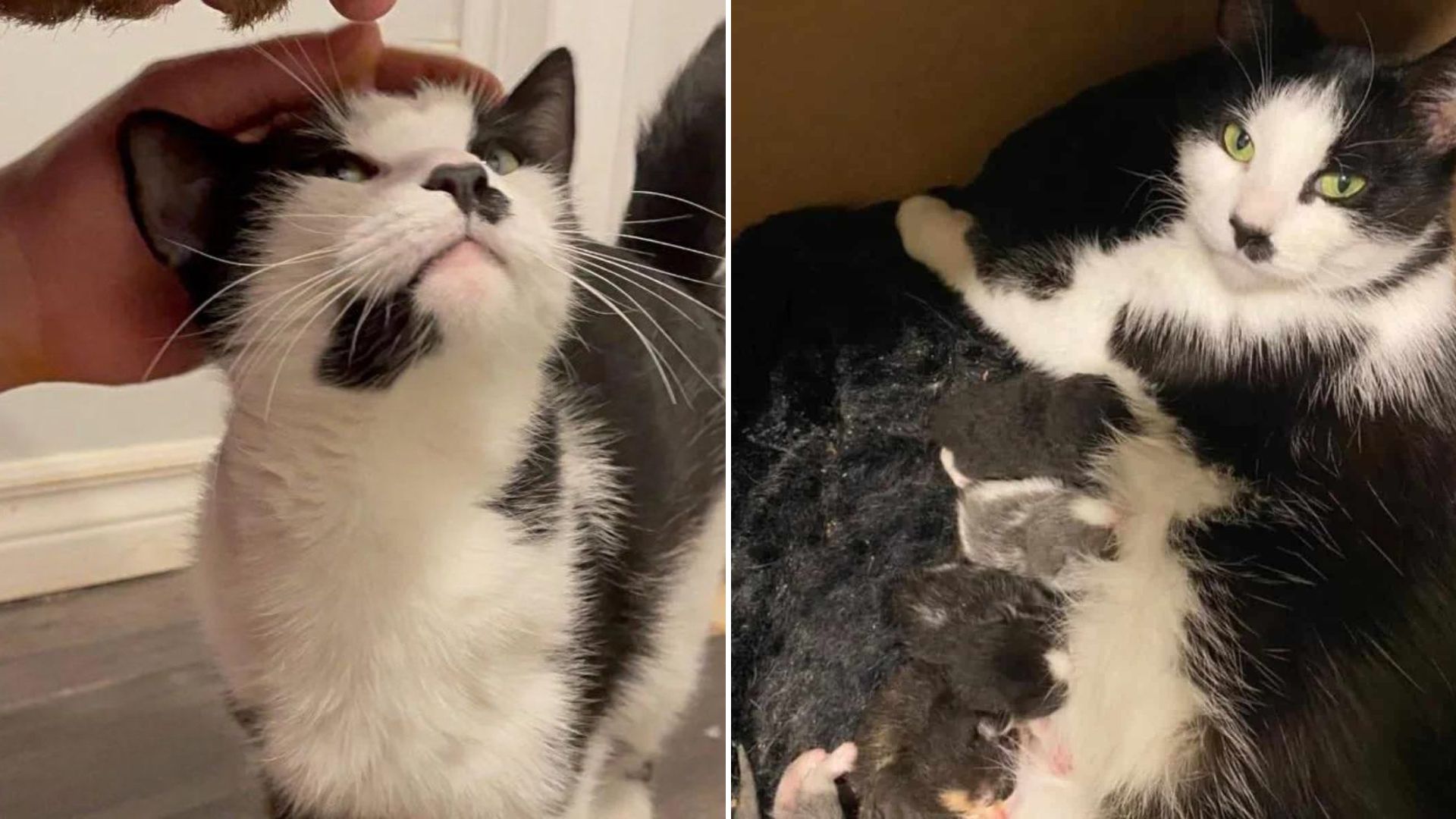 cat gives birth