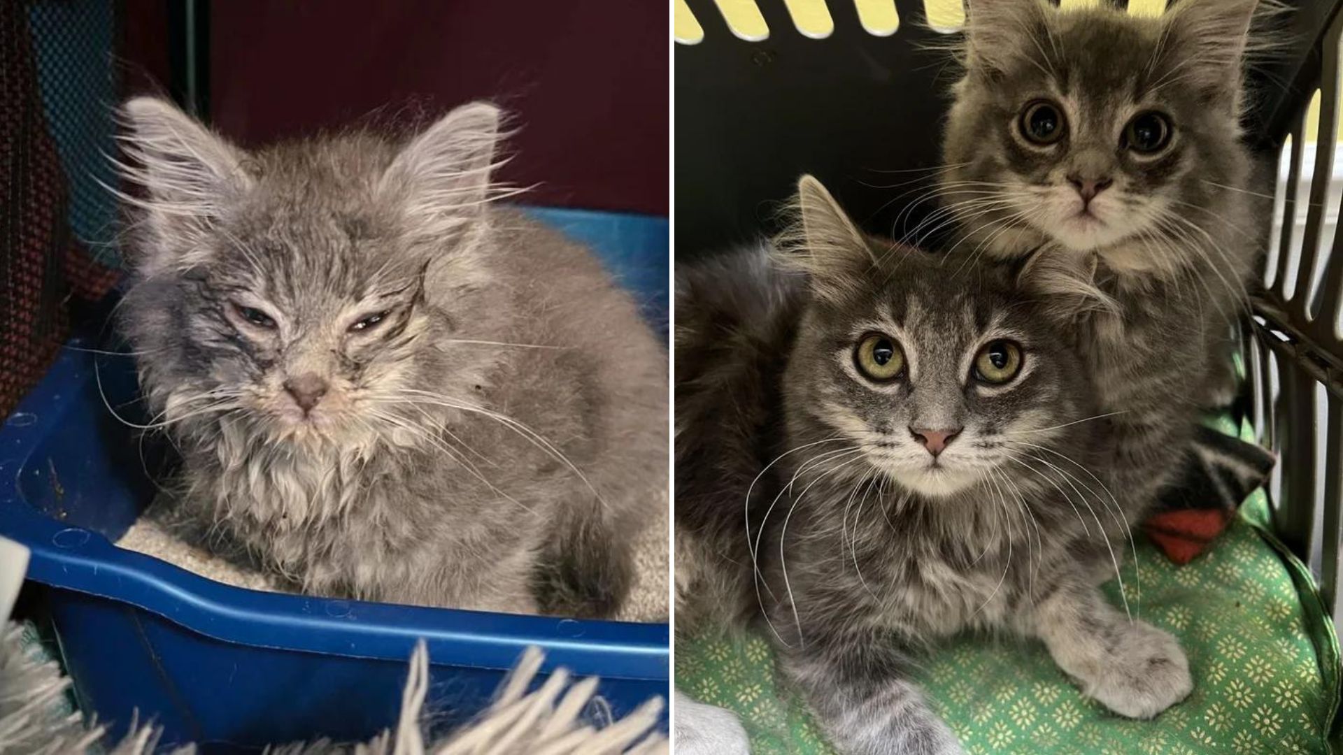 tiny gray kitten