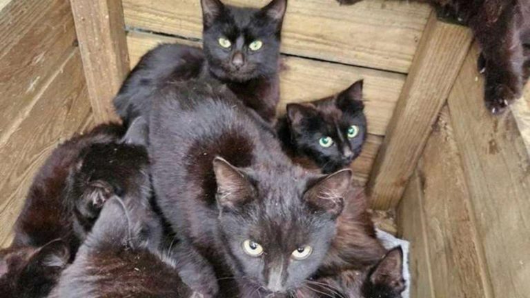 abandoned black cats