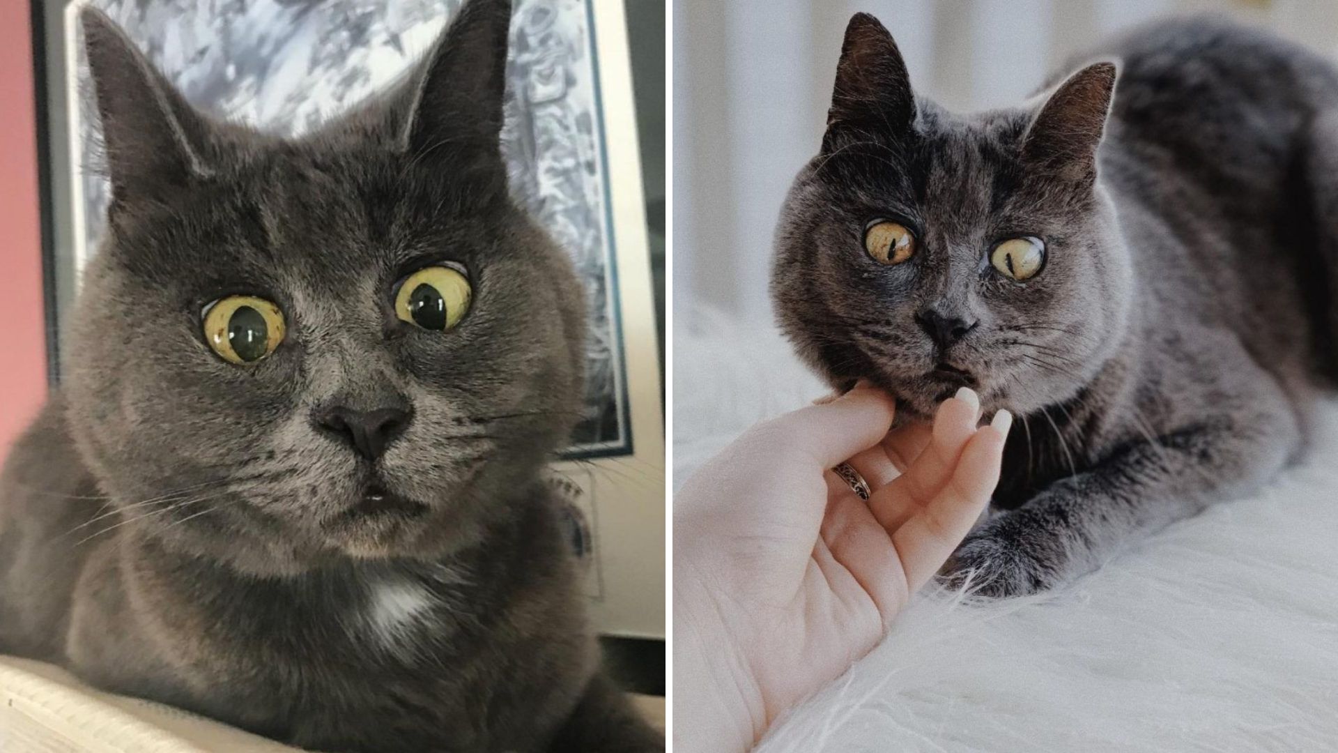 Russian Blue Cat Suffering From A Serious Condition Defies All Odds And Decides To Live