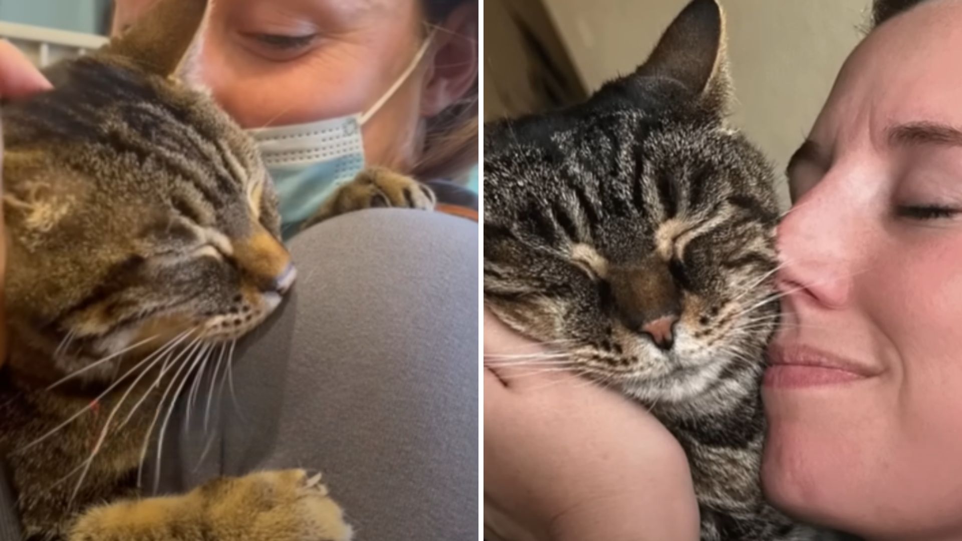 senior cat adopted