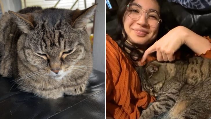 Senior Shelter Cat Overlooked By Many Finds Her Perfect Match In Woman Who Sees Her True Worth