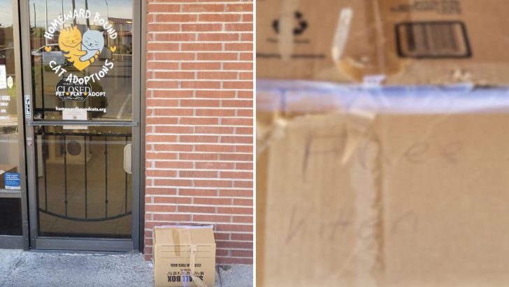 Shelter Volunteer Can’t Believe What Was Inside The Mysterious Box Left At Their Front Door