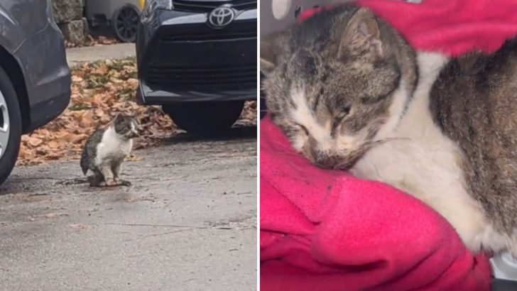 Sick And Malnourished Feral Cat Rescued By Kind People Receives Lifesaving Care 