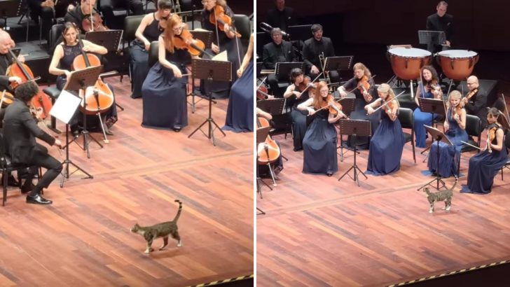 Silly Cat Walks In On A String Orchestra Performance, Outshining Everyone On The Stage