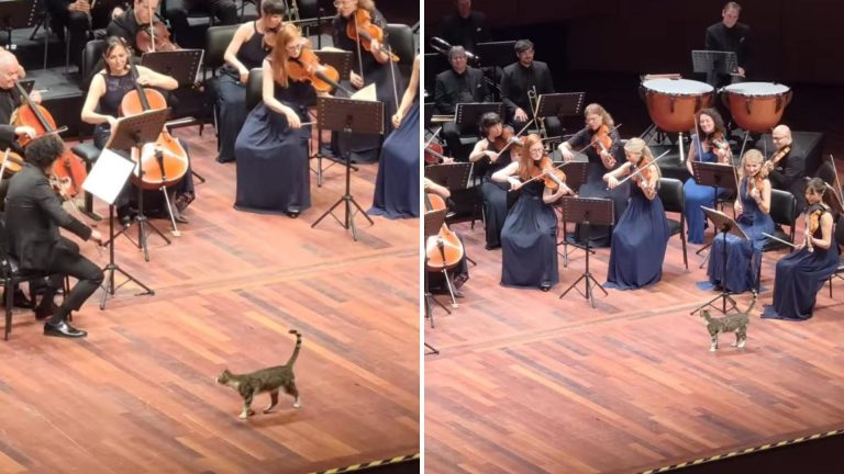 cat and orchestra