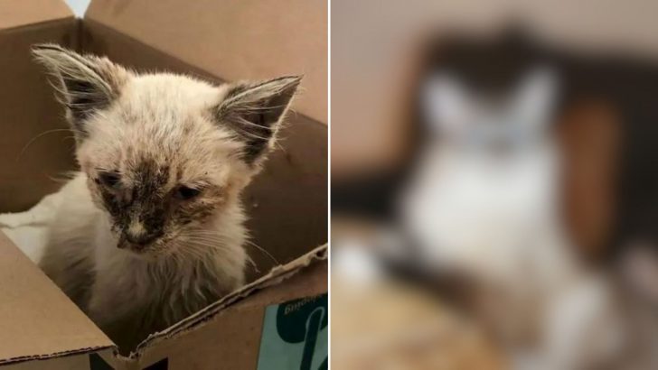 Starving Cat Undergoes A Miraculous Transformation That Will Leave You Speechless