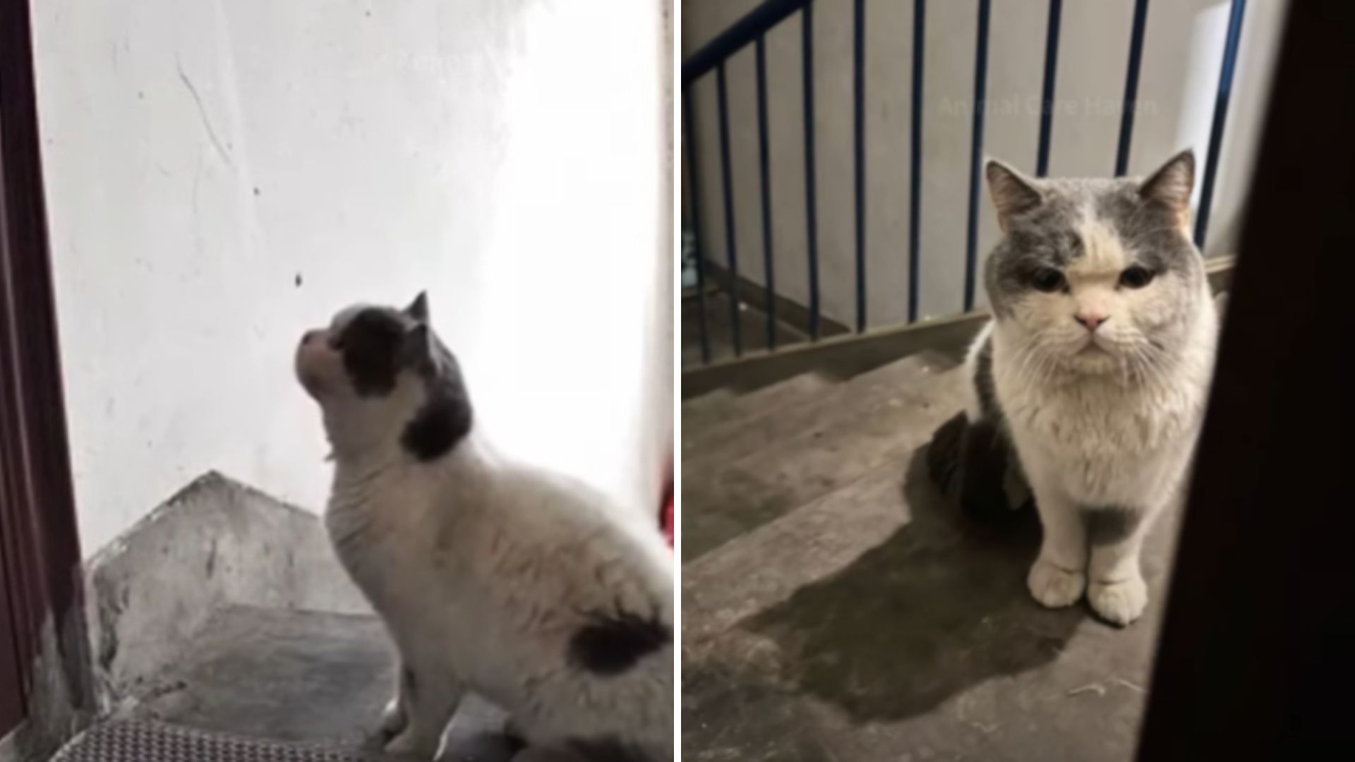 cat waits in front of the door