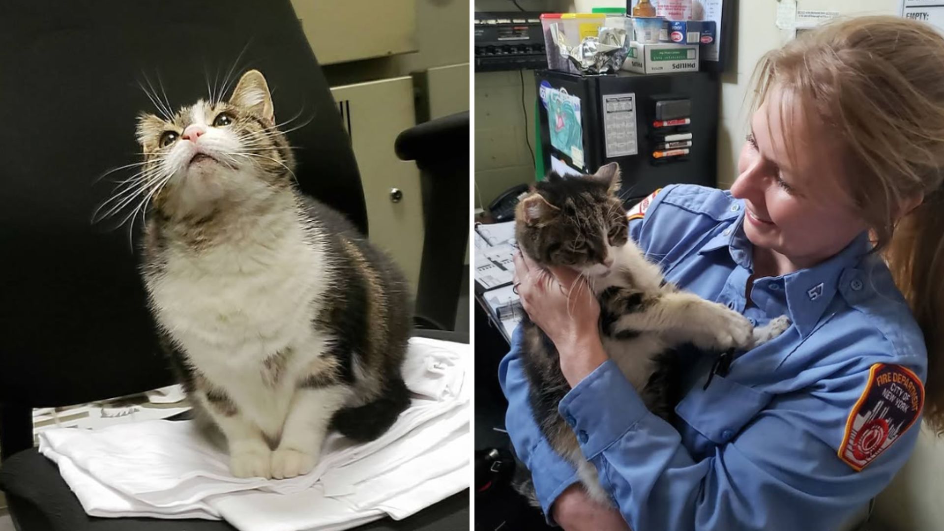 Stray Cat Hops Into New York Fire Station, And The Firefighters Can't Say No