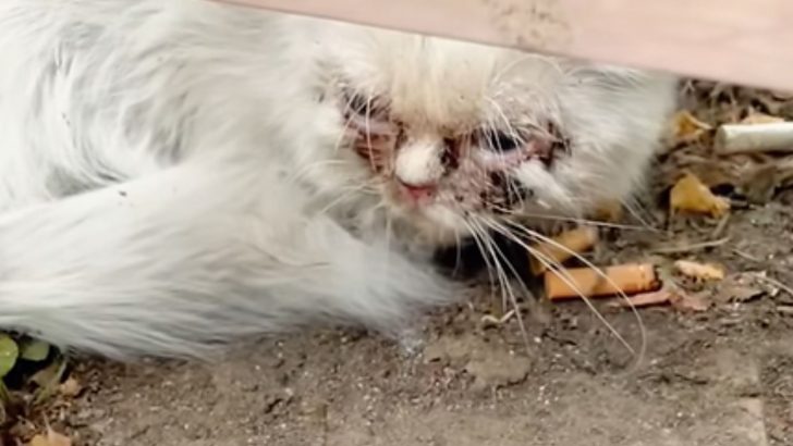 Stray Cat In Dire State Was Hiding In Fear Until She Was Given A Helping Hand