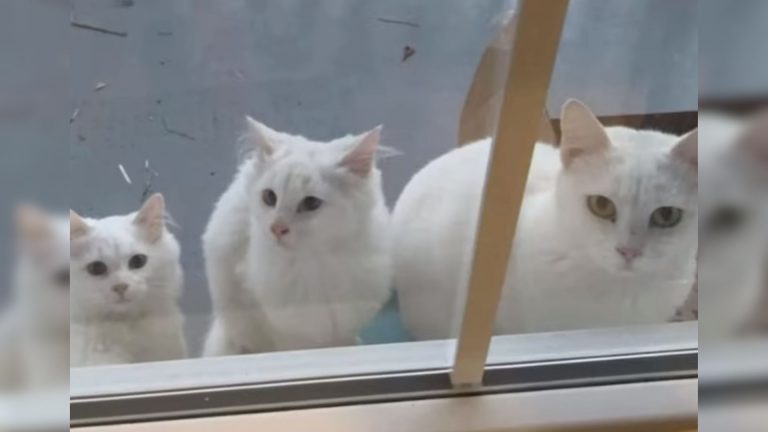 stray white cats