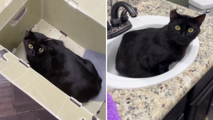 Stray Cat With A Bent Ear Rescued Just In Time For A Big Furry Surprise